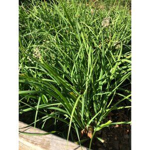 300 Garlic Chives seeds / Chinese Chives / Asian Chives 韭菜种子 perennial herb